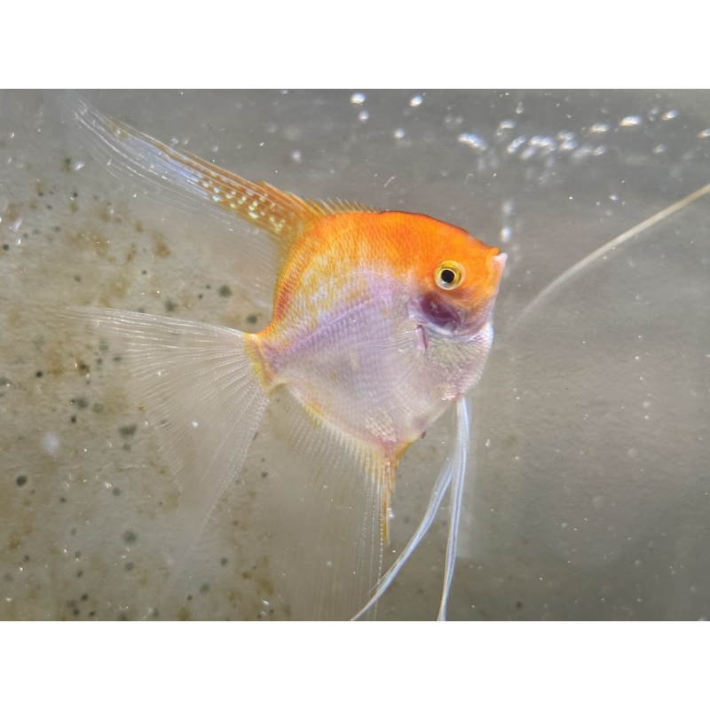 Proven Sunset Angelfish Breeding Pair, veiltail/standard, FREE FEDEX 2 DAY SHIPPING