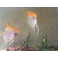 Proven Sunset Angelfish Breeding Pair,  standard fins