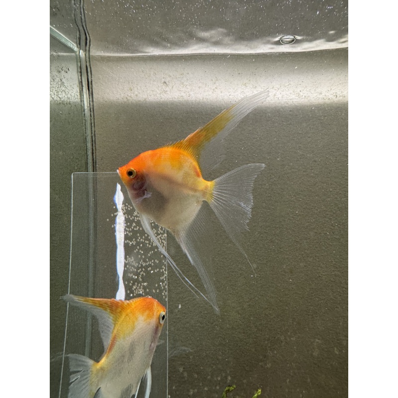 Proven Sunset Angelfish Breeding Pair, veiltail/standard, live aquarim fish