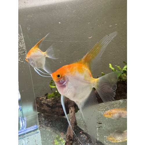 Proven Sunset Angelfish Breeding Pair, veiltail/standard, live aquarim fish