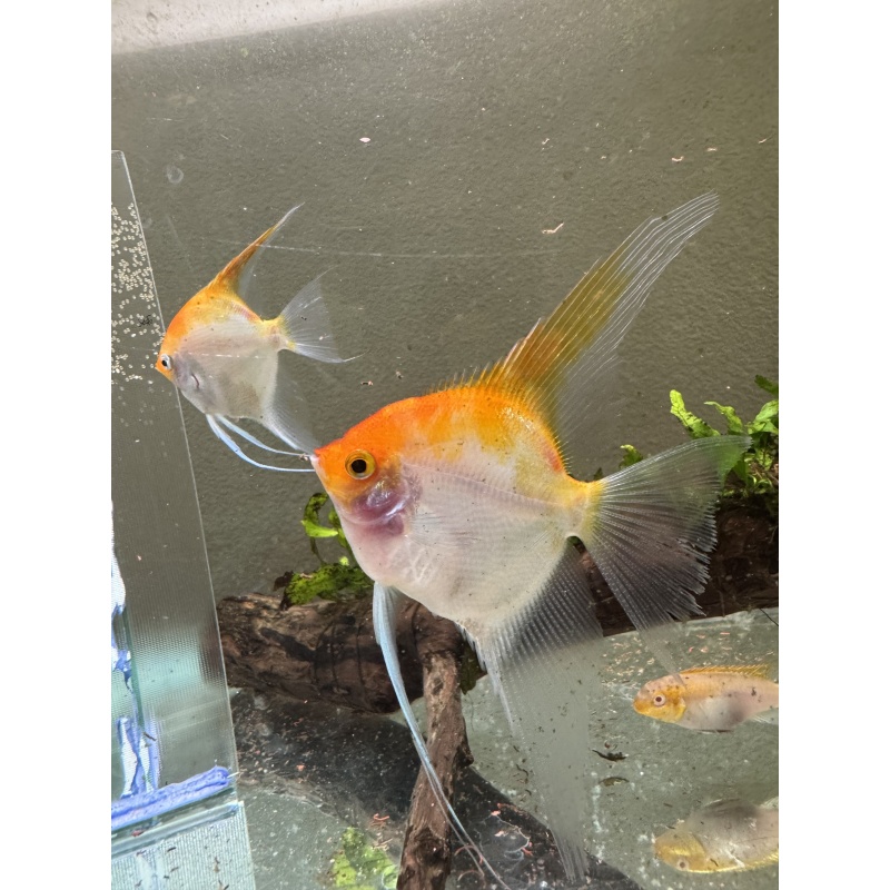 Proven Sunset Angelfish Breeding Pair, veiltail/standard, live aquarim fish