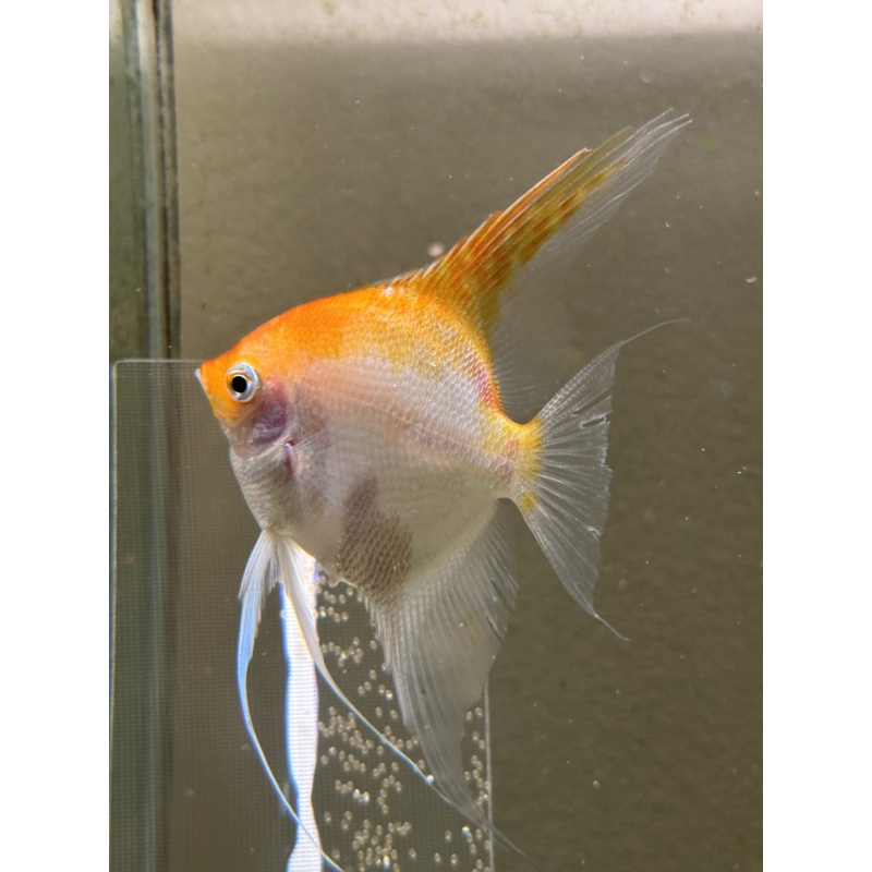 Proven Sunset Angelfish Breeding Pair, veiltail/standard, live aquarim fish