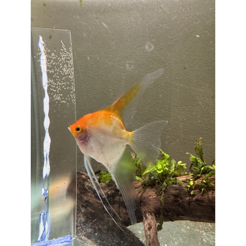 Proven Sunset Angelfish Breeding Pair, veiltail/standard, live aquarim fish