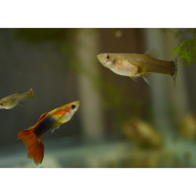 Red Panda selected breeding trio