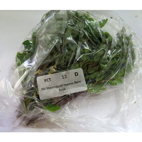 12  Staurogyne repens