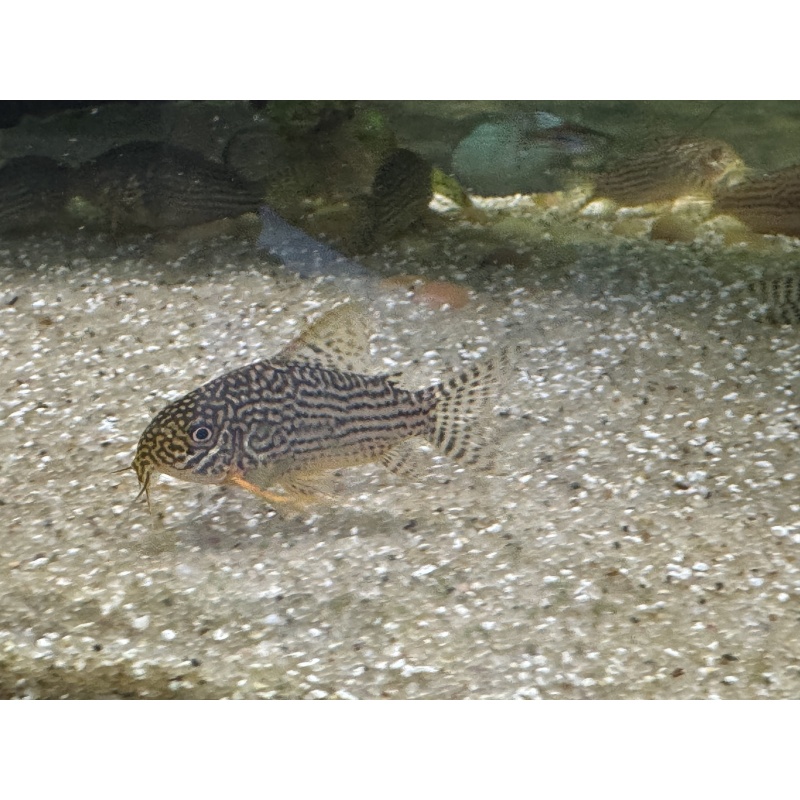 Sterbai Cory Juveniles 6 fish
