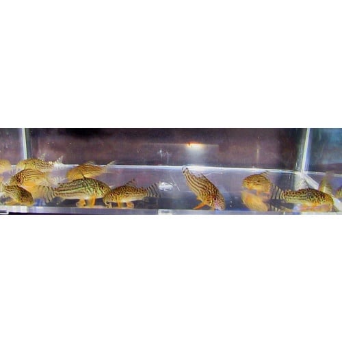 4 tank raised sterbai corys