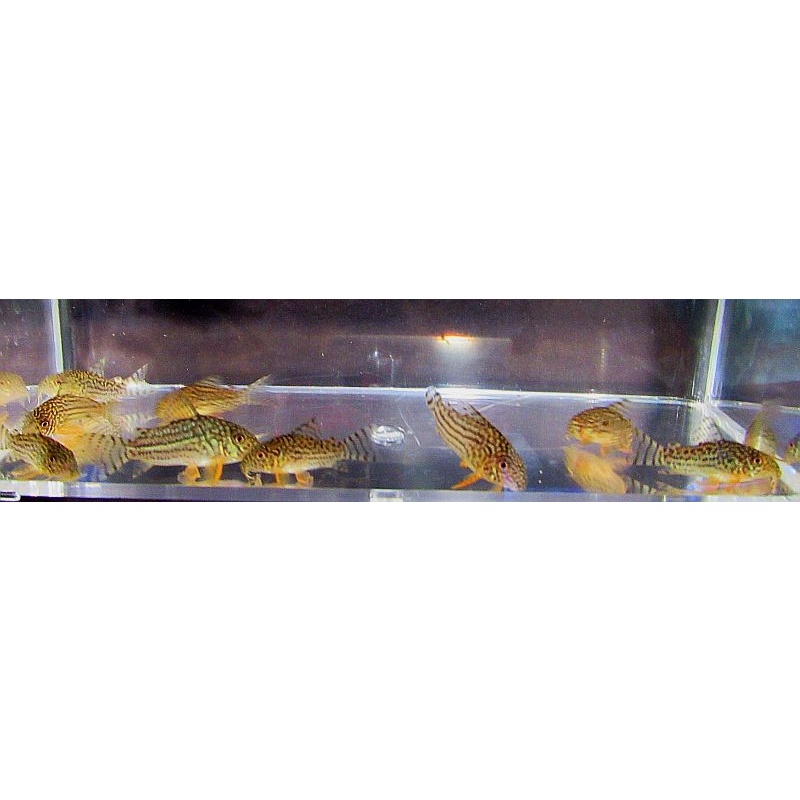4 tank raised sterbai corys