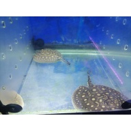 Premium Freshwater Stingrays Available – Healthy, Beautiful, and Well-Cared For