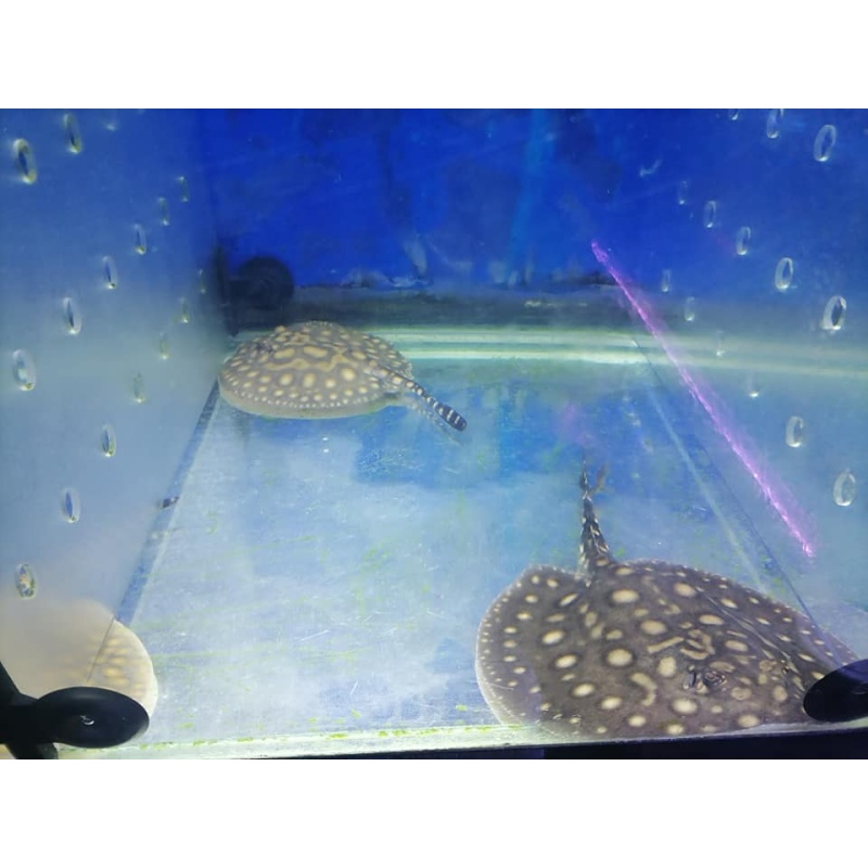 Premium Freshwater Stingrays Available – Healthy, Beautiful, and Well-Cared For