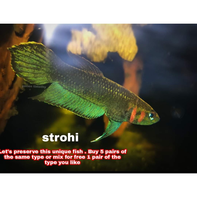 protect from extinction wild betta strohi pair