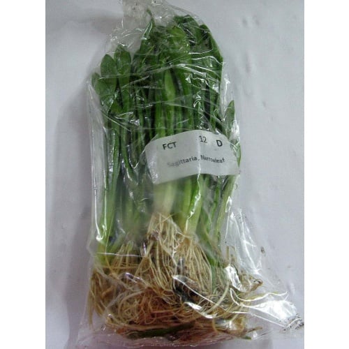 12 bunch subulata sagittaria