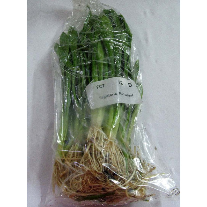 12 bunch subulata sagittaria