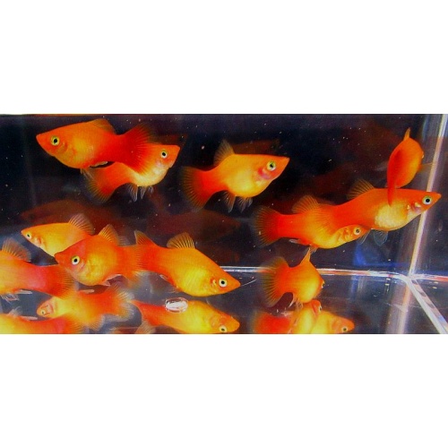 6 sunburst platys