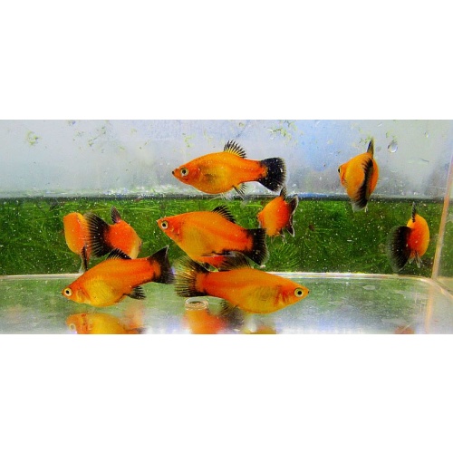 6 sunburst wag platys