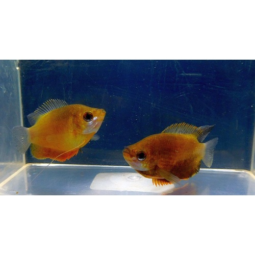 6 sunset gouramis