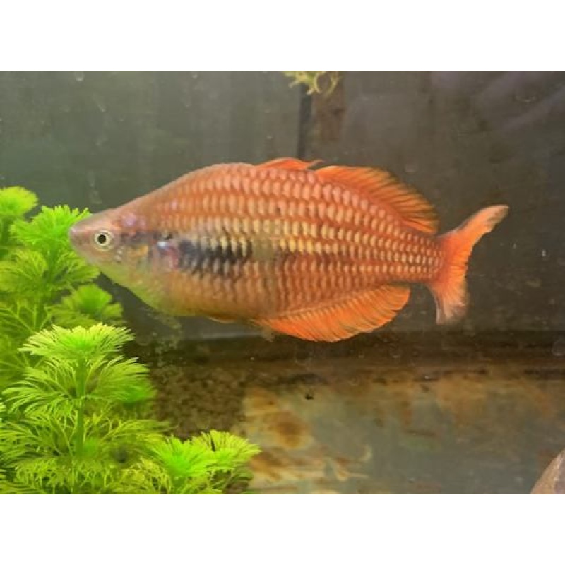 Ten Sunset Rainbowfish, FREE SHIPPING