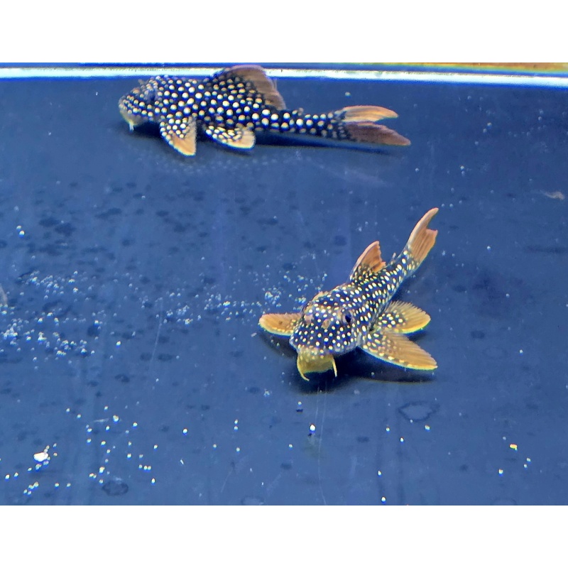 L014 Sunshine Plecos