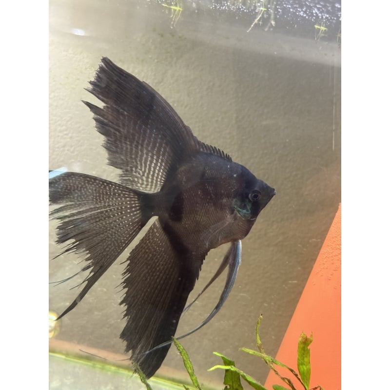Super Nice Proven Veiltail Pinoy Angelfish Pair, 1st spawn, huge one. FREE FEDEX 2 DAY SHIPPING