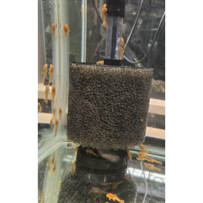 Super Red Short Fin BN Plecos- Proven Breeding Pair