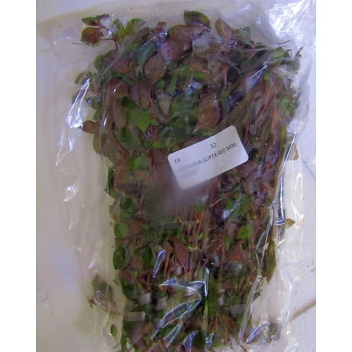 12 bunches, 36 plus stems of super red mini ludwigia