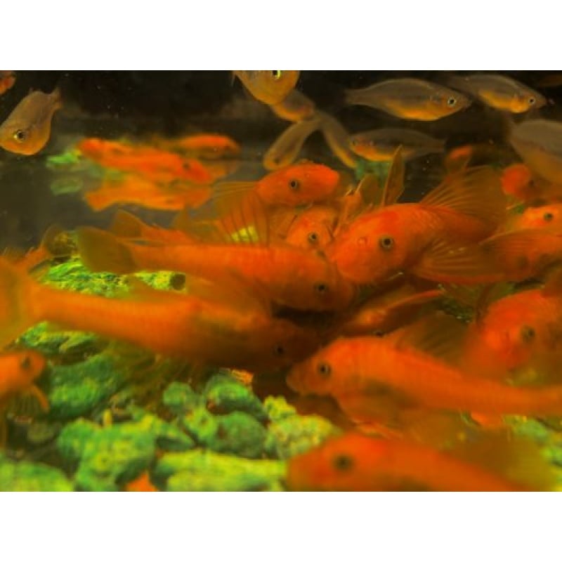 Six Super Red Pleco