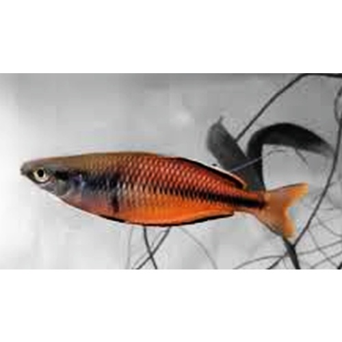 4  unsexed susi creek rainbows