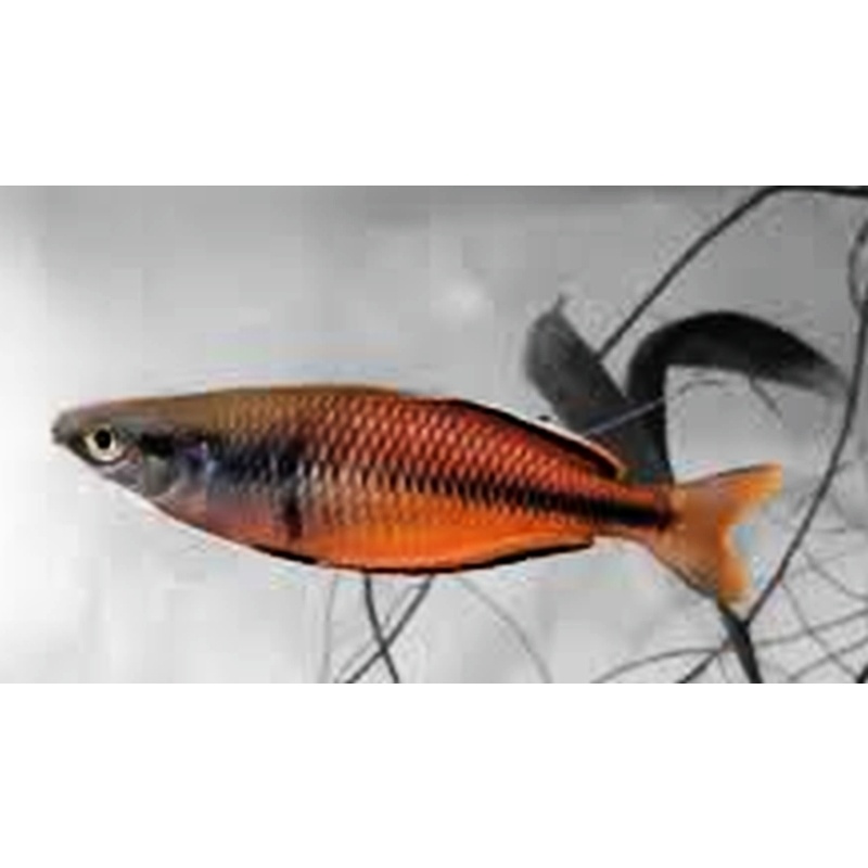 4 susi creek rainbows
