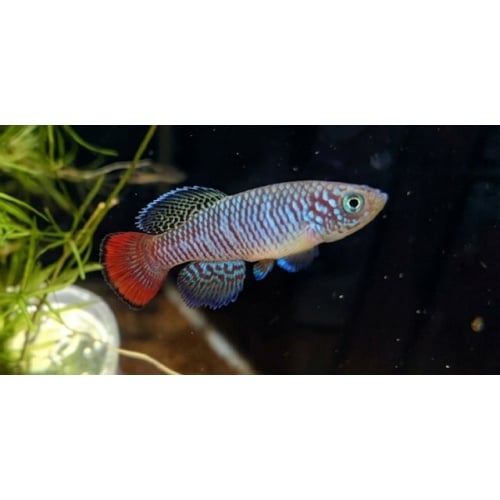Nothobranchius - Sylvaticus KEN 18-1 40+