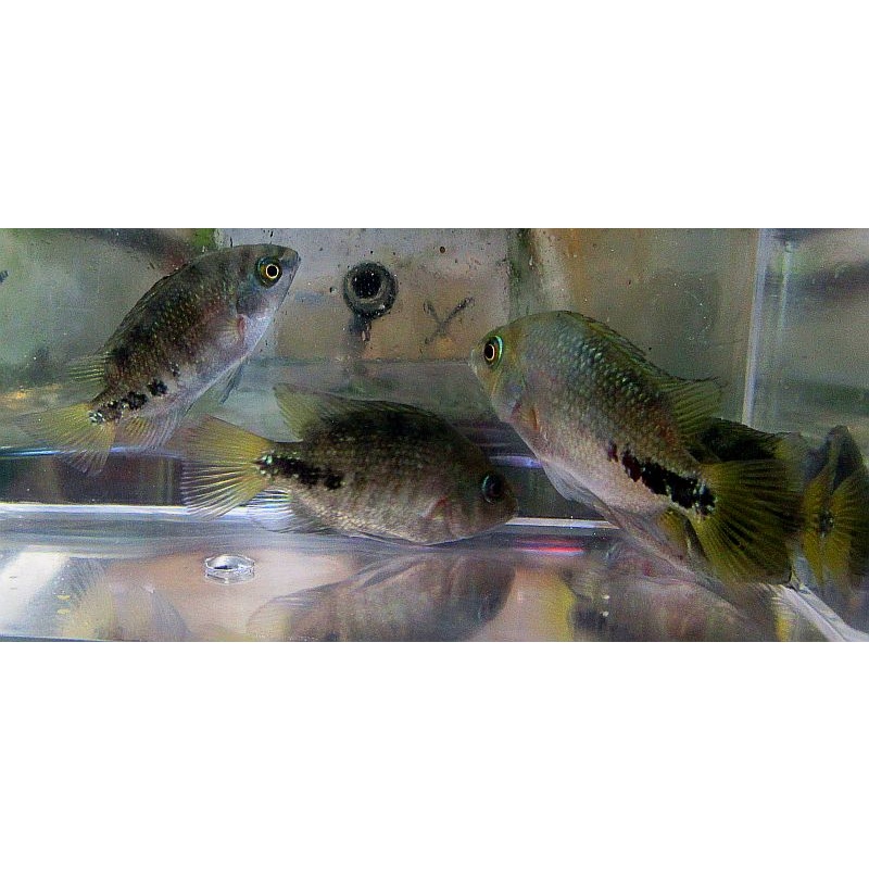 group of 4 Cichlasoma synspilum
