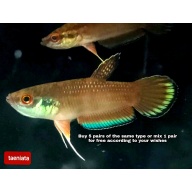 protect from extinction wild betta taeniata pair