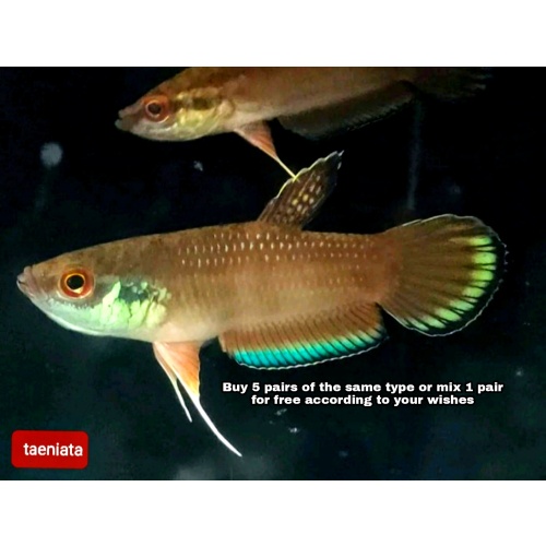 protect from extinction wild betta taeniata pair