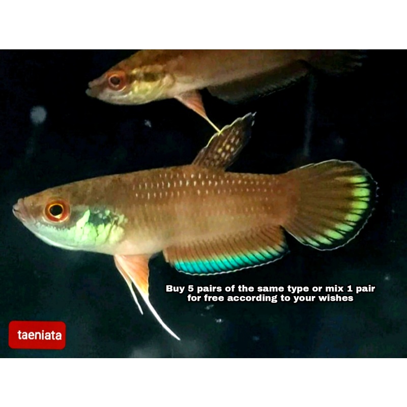 protect from extinction wild betta taeniata pair