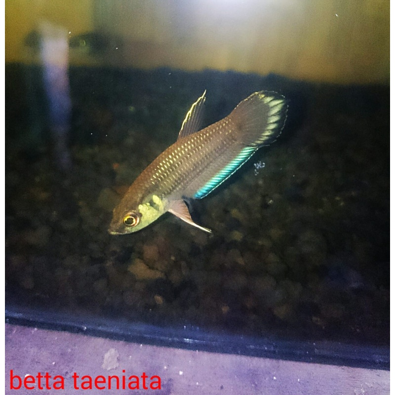 protect from extinction wild betta taeniata pair