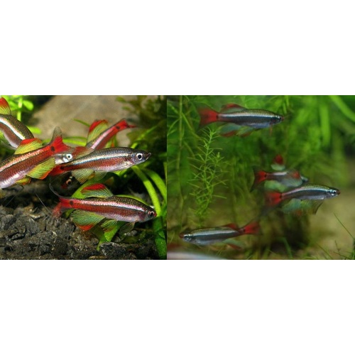 12+1 ADULT Longfin White Cloud Minnows (Tanichthys albonubes)