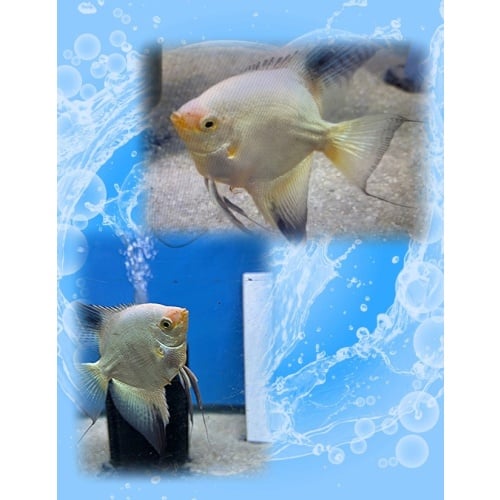 4 Bulgarian Green Seal Point Angelfish free shipping