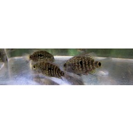 4 texas cichlids