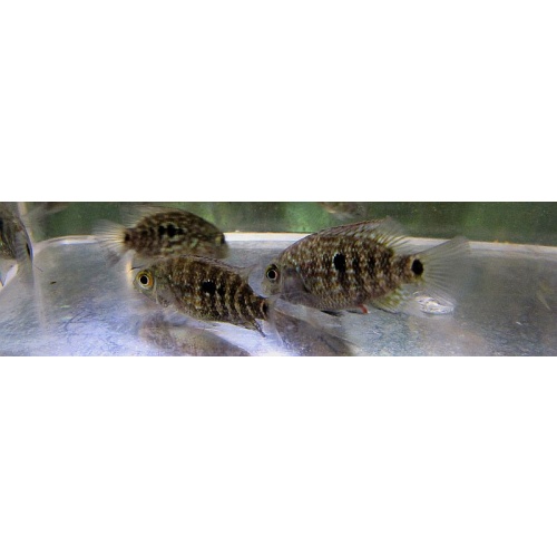 4 texas cichlids