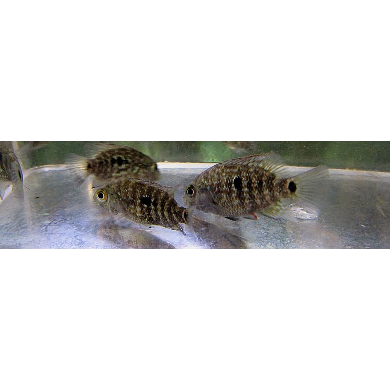 4 texas cichlids