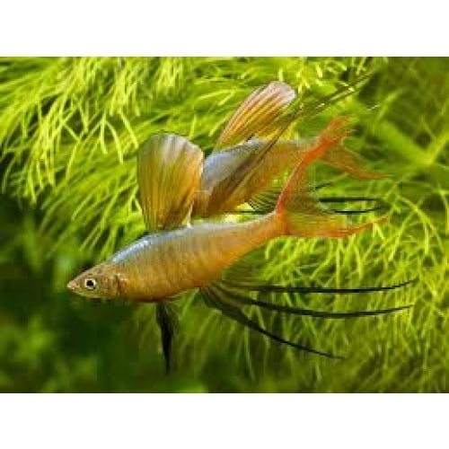 2 pair threadfin rainbows