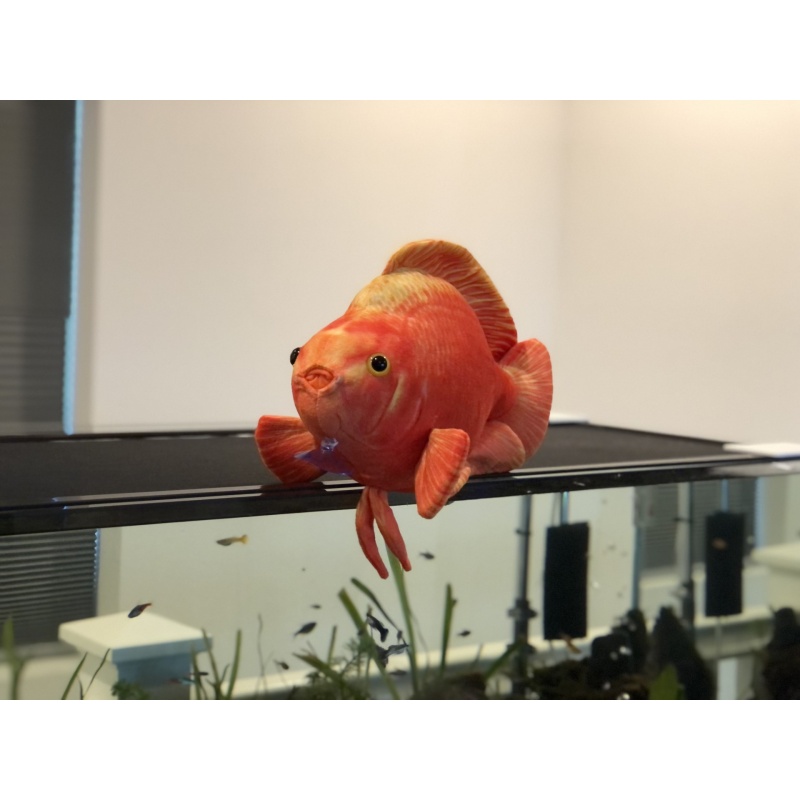 Blood Parrot Plush