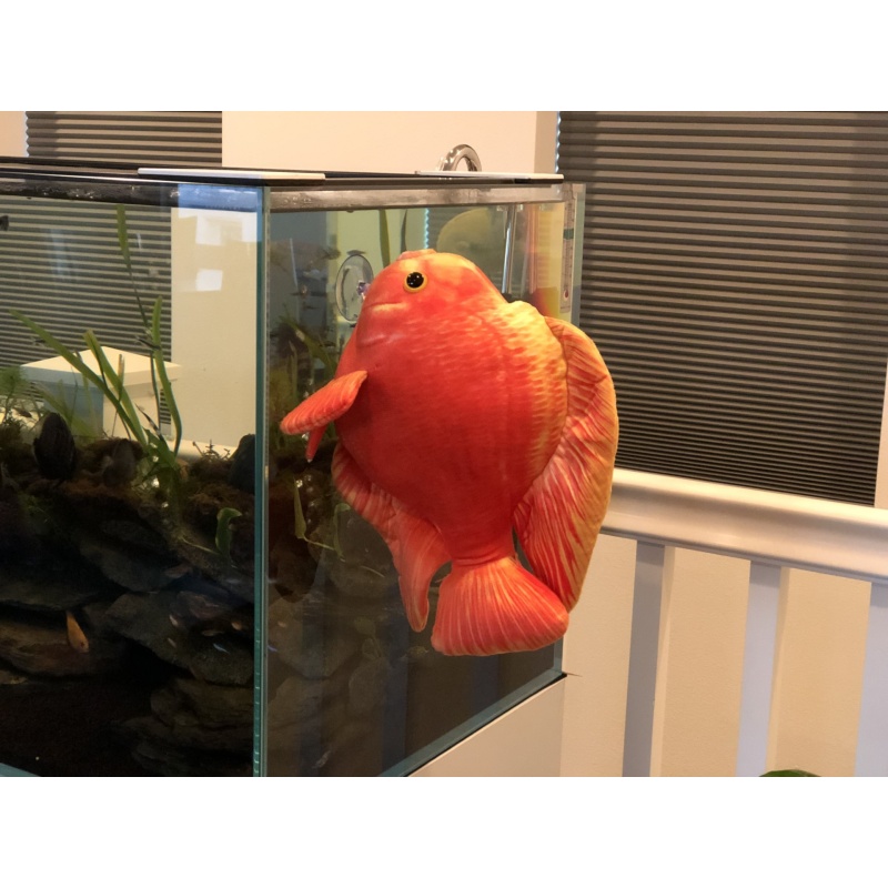 Blood Parrot Plush