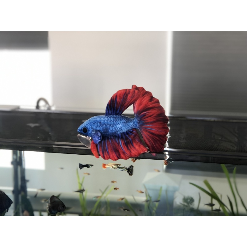 Blue/Red Betta Plush by GreenPleco ( approximately 8 inch )