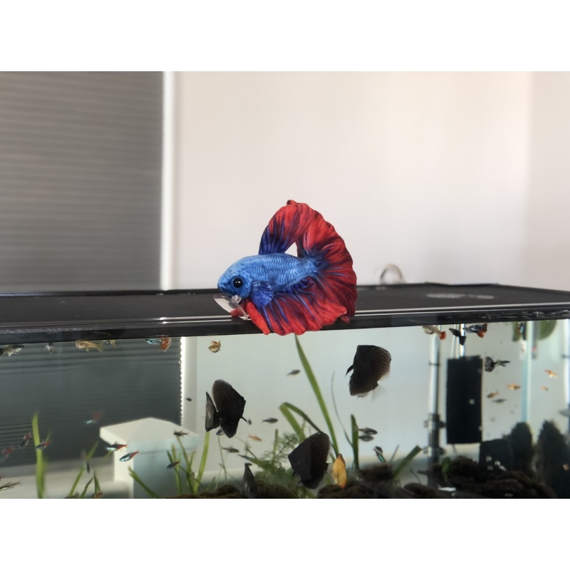 Blue/Red Betta Plush by GreenPleco ( approximately 8 inch )