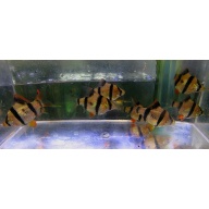 10 regular tiger barbs
