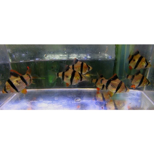 8 tiger barbs