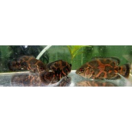 3 tiger oscars