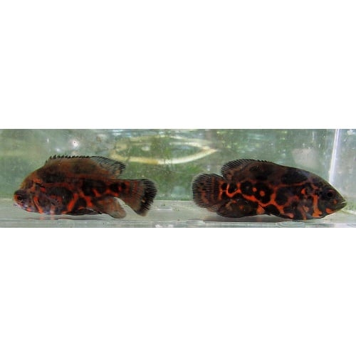 3 red tiger oscars