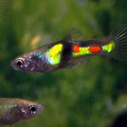 Poecilia wingei Campoma El Tigre