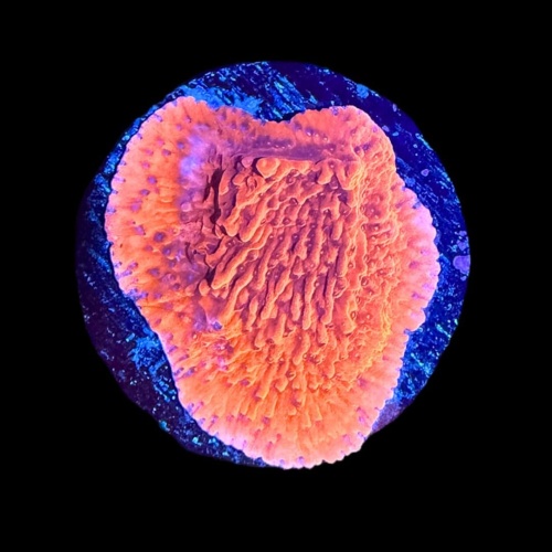 Tofu's Tanks Red Cap Montipora Coral Frag